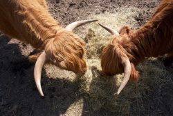 .......... grazing!!