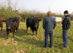Pamela on the left, and Ballet Cruz in the middle. The size of the Aberdeen Angus bull is nice --- but what a shame that he has no horns?