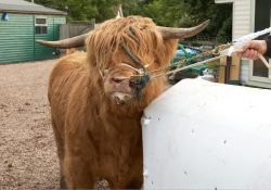He's not particularly interested in a large white plastic cow. Please note how he's being managed with two leads --- one to his nose ring, and one attached to his head collar. Ian Crouch is holding both.