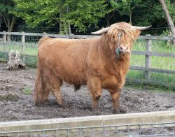 Ross leaving the field. He then trots happily over to the other cows, and it's easy to put on his head collar and attach a lead to his nose ring.