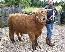 Ross is being put through his paces. Ian had no difficulty in walking Ross with two lead ropes: one attached to his head collar, and one to Ross' nose ring.