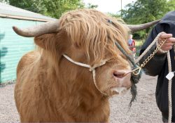Note how he's managed with two lead ropes: one attached to his head collar, and the second to his nose ring. The third piece of rope (blue) is around and beneath his horns.