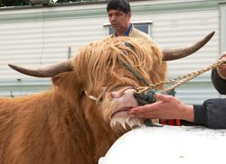 Ian Crouch has used some "slime" (a poetic farmer name) from Carole, our Guernsey cow, to interest Ross. While Ross did some foaming at the mouth, and licked his lips, he wasn't all that interested in the plastic dummy cow, or even in Carole.