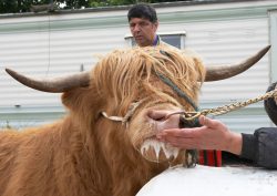 . . . or at least the smell of a cow. Ross was interested, but not overly so. Digby Gribble watching, in deep contemplation.