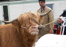But Ross wasn't hugely interested. Digby Gribble is watching, hoping for some success.