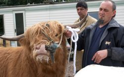 Trying to interest Ross in the plastic cow dummy. Ross wasn't buying.