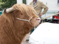 Ross and the Cow Dummy