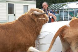 With Carole, our Guernsey cow, on the right. Ross wasn't hugely interested in either the plastic cow dummy, or in Carole.