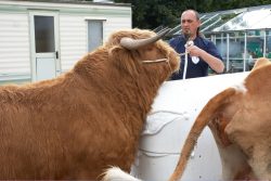 The cow dummy was about four to six inches too high, but Ross made no effort to mount it, or even Carole --- who was presumably the correct height.
