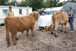We tried to use our Guernsey cow, Carole, to interest Ross. But he wasn't overly interested in either the plastic dummy, or in Carole.