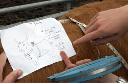 Figuring out which measurements are necessary so that Ross' new harness will fit snugly.