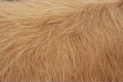 A close-up of Ross' summer coat.