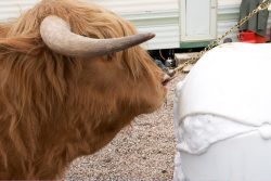Still showing no real interest in the plastic cow.
