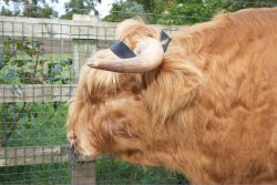 Shown side-on, with the attachment in the back (behind his horns).