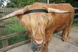 This is attached (closed) behind his horns.
