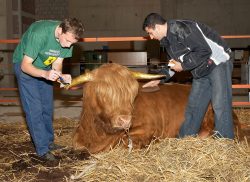 Grzegorz and Artur Applying Gold Leaf to Ross' Horns