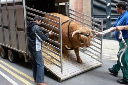 Behind the Manchester Opera House, getting ready for his stage debut.