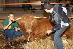 Grzegorz and Artur Applying Gold Leaf to Ross' Horns