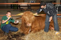 Ross just lay there and let the gold leaf be applied to his horns.