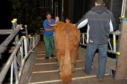 Ross' first appearance at the Manchester Opera House. He walked down the ramp for the first time like a real pro.
