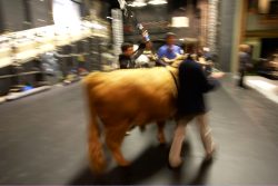 At the Manchester Opera House --- we're told the first bull on the stage of a British theatre.