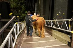 Walking down his purpose-built ramp for the first time.
