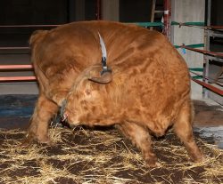 Ross Having a Scratch