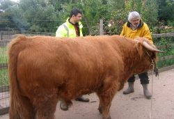 We brought Ross into the stable yard to polish and oil his horns and hooves, and to give him a nice shampoo before his trip to Manchester.