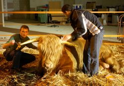 Gregorz and Artur Applying Gold Leaf to Ross' Horns
