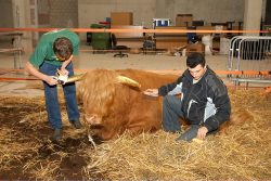 Ross loves to be brushed, and also seems to love having gold leaf applied to his horns every evening.
