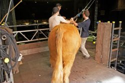 Being attached, by Grzegorz, to the cables that will prevent him from running anywhere, falling into the orchestra pit, etc. In the end, the cables weren't necessary -- but it was nice to know that they were there.