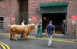 Ross entered and left the Manchester Opera House via the roll-up door in the back alley. The three bull handlers get him ready, while Jack Thompson looks on.