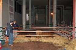 Beneath the Manchester Magistrates' Court. A pen was constructed using soil from a garden centre and straw from Lucies Farm. Ross was happy in his "hidden location."