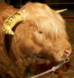 Ross with golden horns --- gold leaf was applied before each performance --- dressed as theApis bullfrom Egyptian mythology.