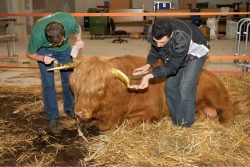 Grzegorz and Artur Applying Gold Leaf to Ross' Horns
