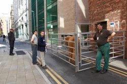 In the temporary holding pen behind the Manchester Opera House.