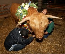 Adjusting Ross' Flowers