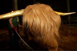 His horns, freshly gilded with gold leaf.
