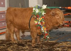 Wearing his garland of Egyptian flowers, as part of his transformation into the Apis bull.