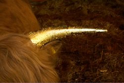 One of Ross' horns, gilded with gold leaf.