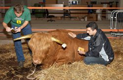 Grzeogrz and Artur Applying Gold Leaf to Ross' Horns