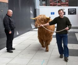 A bit like dog walking --- only the "dog" is a lot larger! Fez, one of Ross' regular security guards, is watching.