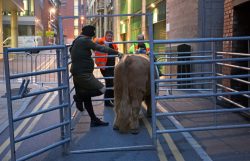At the back of the Manchester Opera House, with Ross in his temporary holding pen. Ross always had a large contingent of security guards when at the back of the theatre.