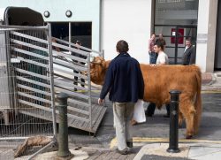 For the short ride from the Manchester Magistrates' Court to the Manchester Opera House. We wanted to simply walk him, but the thought of a bull walking through city streets was a bit chilling to others.