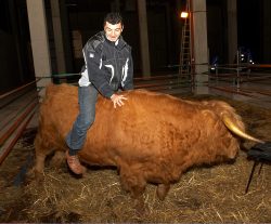 Ross didn't really mind Artur playing the cowboy --- for a second or two. Then he simply flicked Arthur off onto the straw.