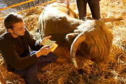 Gilding Ross' Horns