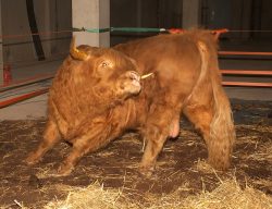 Scratching himself with one of his gilded horns