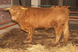 Still with his golden horns, waiting for his ride back to Worcester.