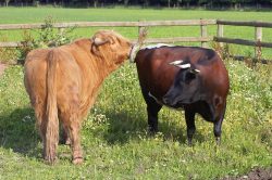 But Betty, the Gloucester cow, keeps hitting him with her tail.