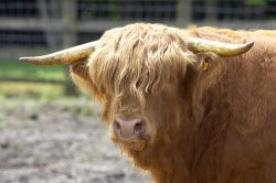 Back at Lucies Farm, but still with some gold leaf on his horns.